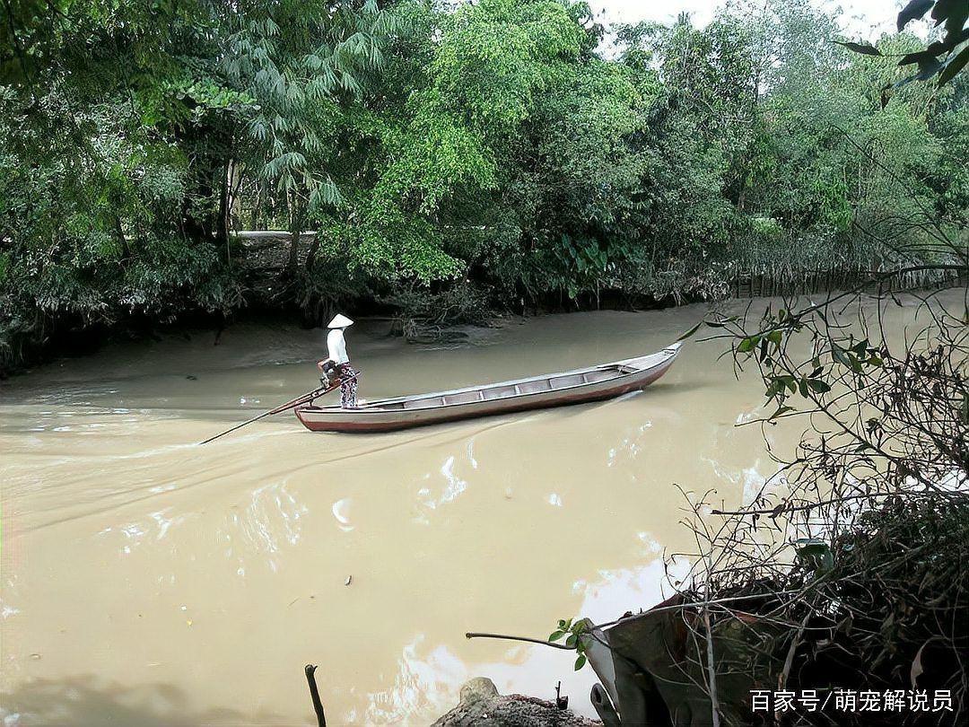 目前泰國虎魚價格多少【泰國虎魚價格多少錢一條】