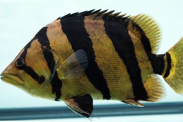 目前泰國虎魚價格多少【泰國虎魚價格多少錢一條】