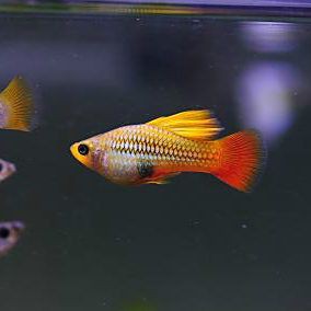 牡丹魚圖片【養(yǎng)魚老道，三色牡丹，兩種小型觀賞魚，引出一個(gè)難解的謎題】