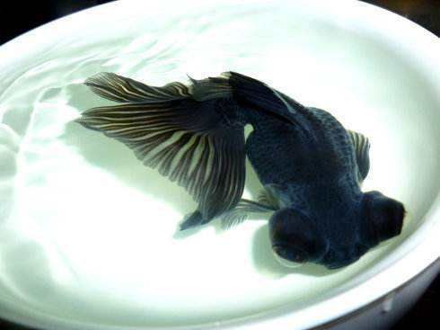 牡丹魚圖片【養(yǎng)魚老道，三色牡丹，兩種小型觀賞魚，引出一個(gè)難解的謎題】