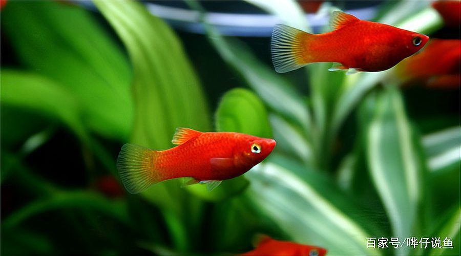 牡丹魚圖片【養(yǎng)魚老道，三色牡丹，兩種小型觀賞魚，引出一個(gè)難解的謎題】