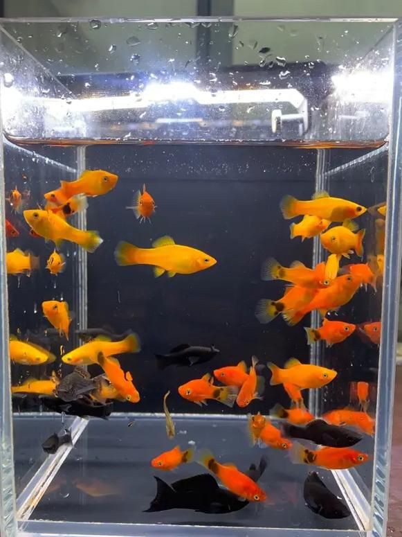 牡丹魚圖片【養(yǎng)魚老道，三色牡丹，兩種小型觀賞魚，引出一個(gè)難解的謎題】
