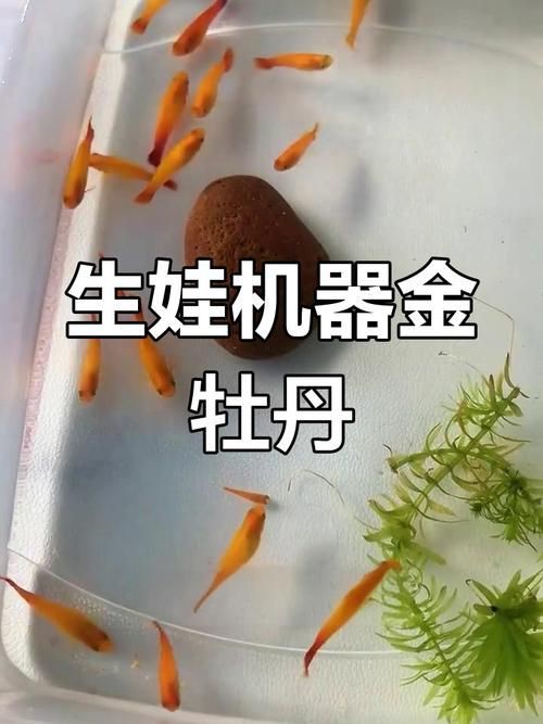 牡丹魚圖片【養(yǎng)魚老道，三色牡丹，兩種小型觀賞魚，引出一個(gè)難解的謎題】