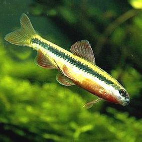 鮈魚的種類，麗水市生態環境局組織開展全域生物多樣性本底調查