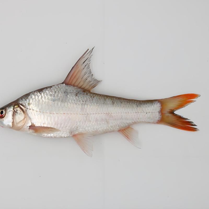 鮈魚的種類，麗水市生態環境局組織開展全域生物多樣性本底調查