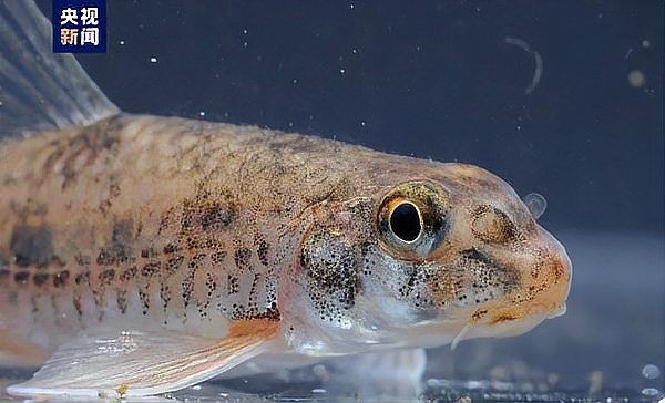 鮈魚的種類，麗水市生態環境局組織開展全域生物多樣性本底調查