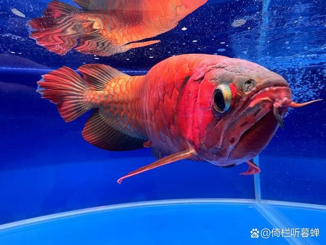 深海紅龍魚圖片高清【深海紅龍魚】