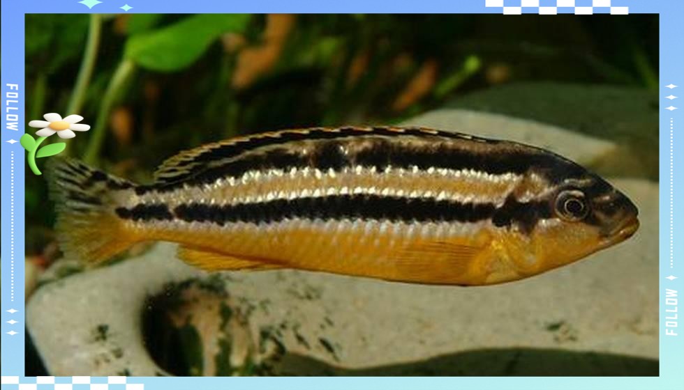 電光鳳凰魚有攻擊性嗎【電光鳳凰魚(與電光鳳凰魚的攻擊性行為表現(xiàn)】