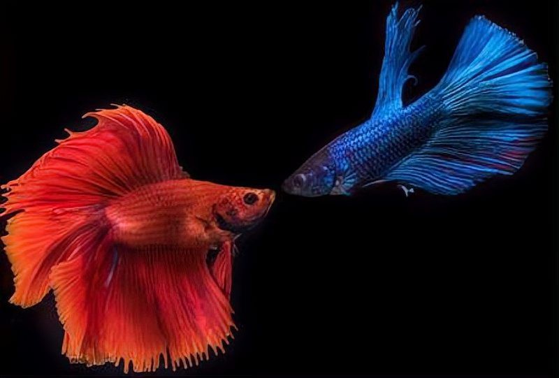 電光鳳凰魚有攻擊性嗎【電光鳳凰魚(與電光鳳凰魚的攻擊性行為表現(xiàn)】