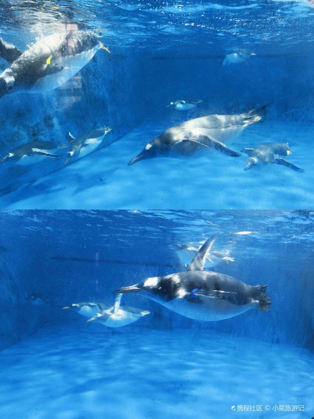 巴南水族店【重慶巴南區(qū)多家特色水族館及水族館及水族店鋪探秘】 巴南水族店【重慶巴南區(qū)多家特色水族館及水族館及水族店鋪探秘】 全國水族館企業(yè)名錄 第2張