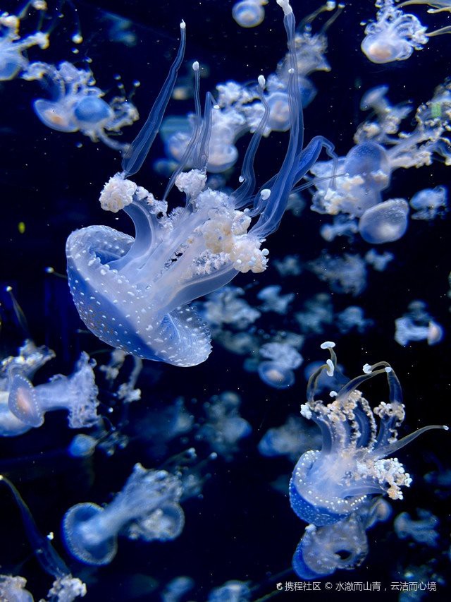 巴南水族店【重慶巴南區(qū)多家特色水族館及水族館及水族店鋪探秘】 巴南水族店【重慶巴南區(qū)多家特色水族館及水族館及水族店鋪探秘】 全國水族館企業(yè)名錄 第3張