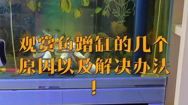 魚撞缸后如何快速恢復【甜甜莓莓醬龍魚撞缸后如何應對應急處理與恢復技巧】 龍魚百科 第3張 魚撞缸后如何快速恢復【甜甜莓莓醬龍魚撞缸后如何應對應急處理與恢復技巧】 魚撞缸后如何快速恢復【甜甜莓莓醬龍魚撞缸后如何應對應急處理與恢復技巧】 龍魚百科 第3張