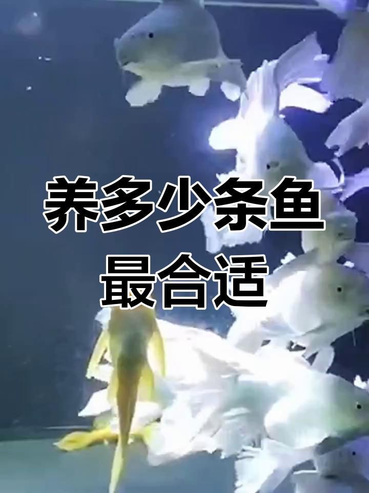 金龍魚一缸可以養(yǎng)幾條【養(yǎng)金龍魚需要多大的缸寵物訓(xùn)練師】 金龍魚一缸可以養(yǎng)幾條【養(yǎng)金龍魚需要多大的缸寵物訓(xùn)練師】 龍魚百科 第7張