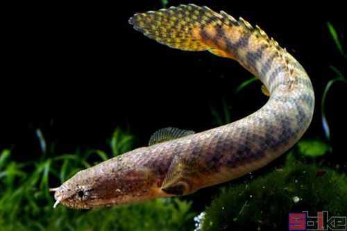 恐龍王魚圖片【恐龍王魚,虎紋恐龍王魚】