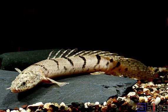恐龍王魚圖片【恐龍王魚,虎紋恐龍王魚】