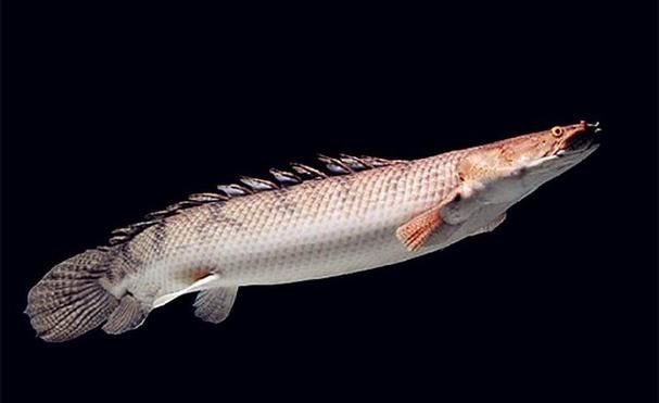 恐龍王魚圖片【恐龍王魚,虎紋恐龍王魚】