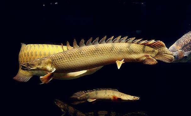 恐龍王魚圖片【恐龍王魚,虎紋恐龍王魚】