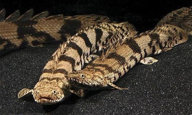 恐龍王魚圖片【恐龍王魚,虎紋恐龍王魚】