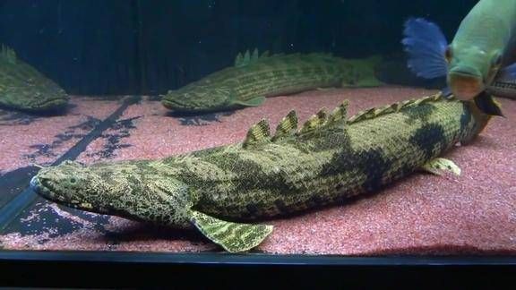 恐龍王魚圖片【恐龍王魚,虎紋恐龍王魚】