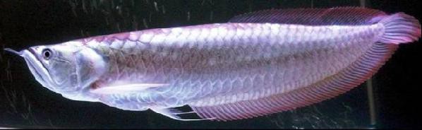 福龍魚對風水有什么影響【福龍魚風水\