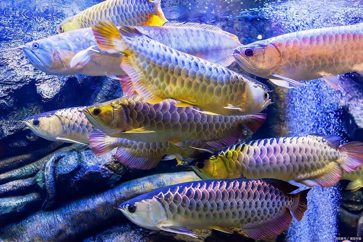 福龍魚對風水有什么影響【福龍魚風水\