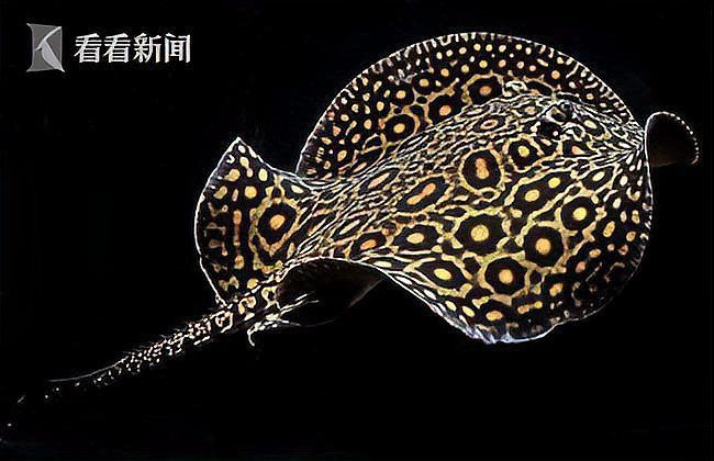 魔鬼魚值多少錢一條【knews魔鬼魚多少錢一條鐳刻禮坊魔鬼魚多少錢一斤】