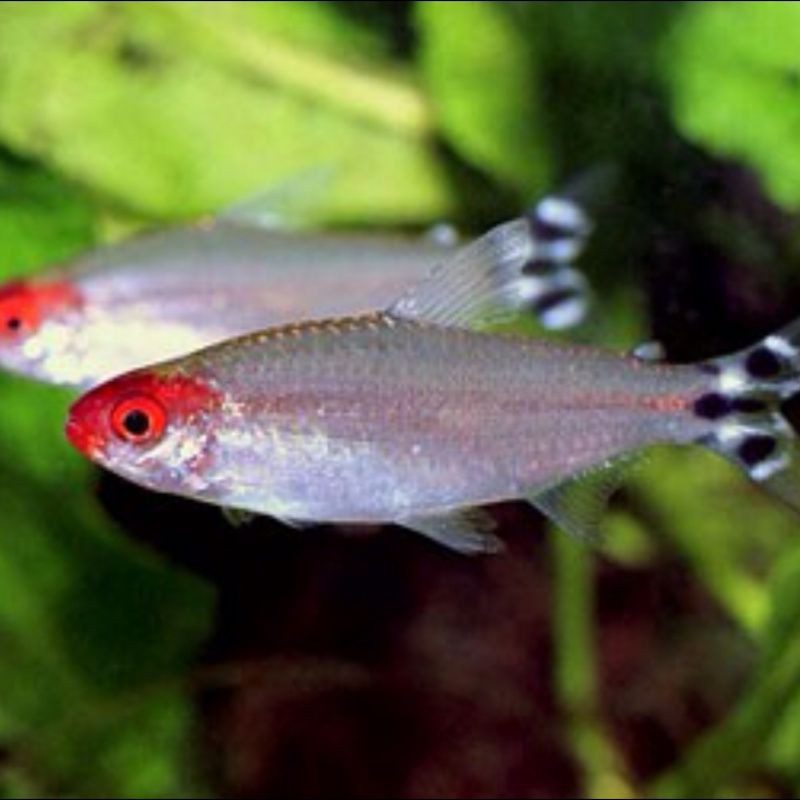 紅尾平克魚是什么品種【人工繁殖魚紅尾平克】 紅尾平克魚是什么品種【人工繁殖魚紅尾平克】 龍魚論壇 第3張