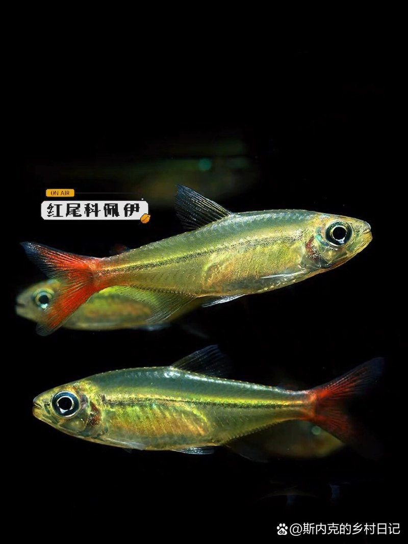 紅尾平克魚是什么品種【人工繁殖魚紅尾平克】 紅尾平克魚是什么品種【人工繁殖魚紅尾平克】 龍魚論壇 第9張