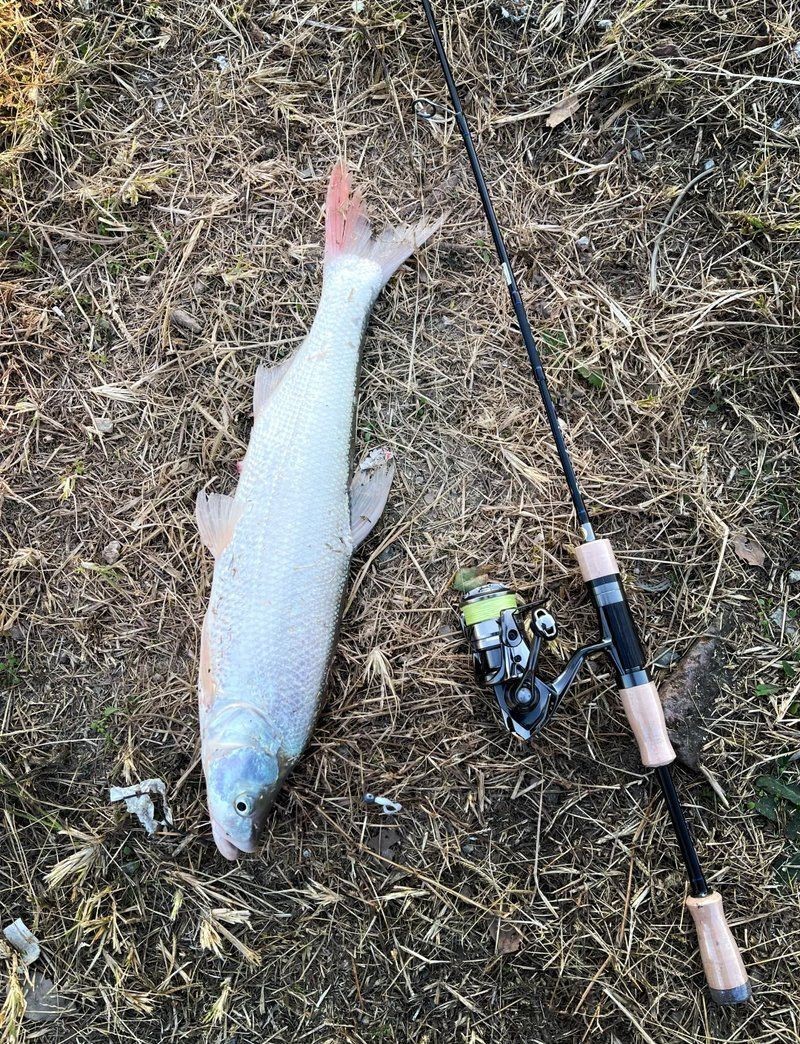 紅尾平克魚是什么品種【人工繁殖魚紅尾平克】 紅尾平克魚是什么品種【人工繁殖魚紅尾平克】 龍魚論壇 第15張