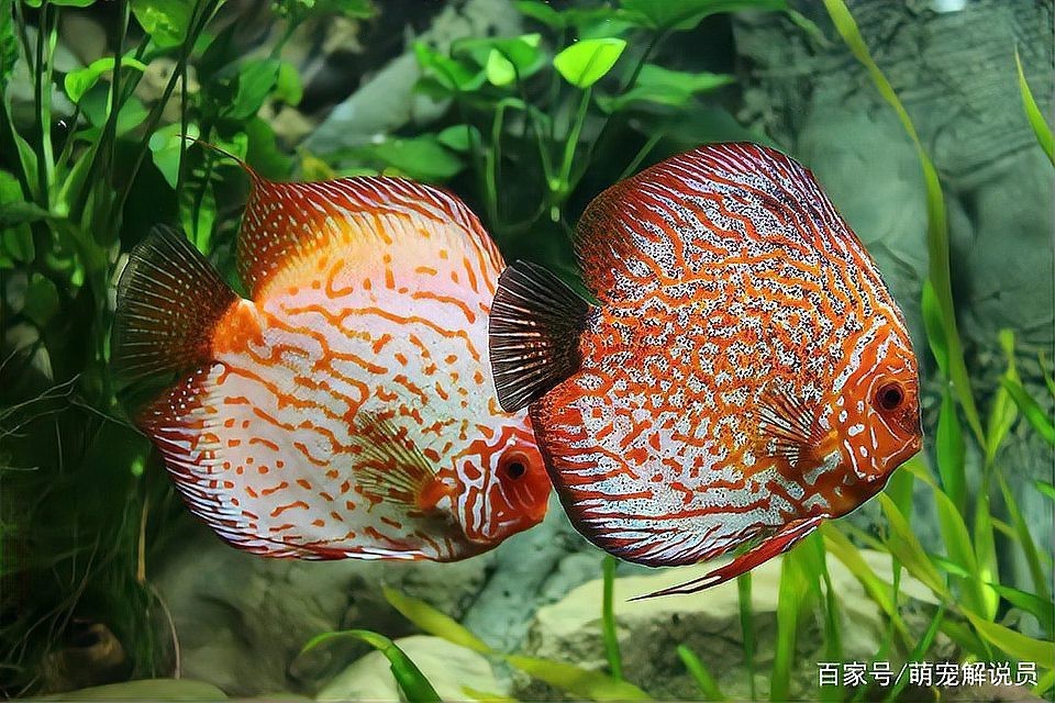 什么人不適合養魚風水【什么樣的人不適合養魚？】