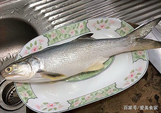 馬古龍魚圖片【公開資料中未發現“馬古龍魚”的明確生物學定義或圖像記錄】