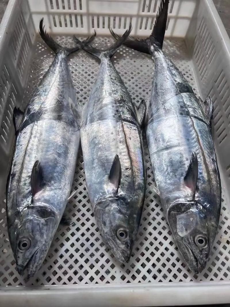 馬古龍魚圖片【公開資料中未發現“馬古龍魚”的明確生物學定義或圖像記錄】