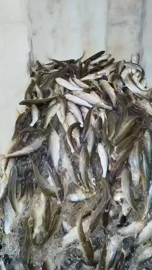 馬古龍魚圖片【公開資料中未發現“馬古龍魚”的明確生物學定義或圖像記錄】