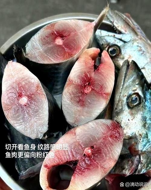 馬古龍魚圖片【公開資料中未發現“馬古龍魚”的明確生物學定義或圖像記錄】