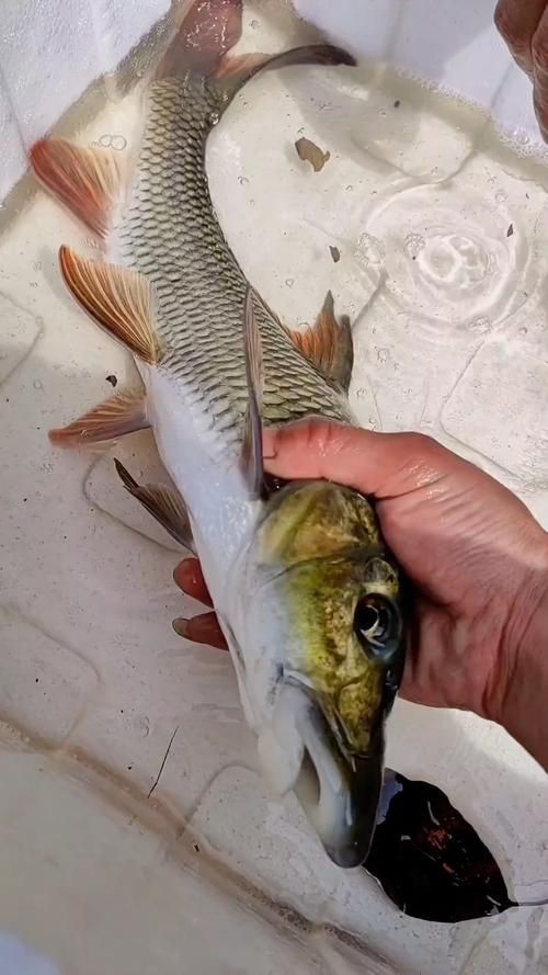 馬古龍魚圖片【公開資料中未發現“馬古龍魚”的明確生物學定義或圖像記錄】