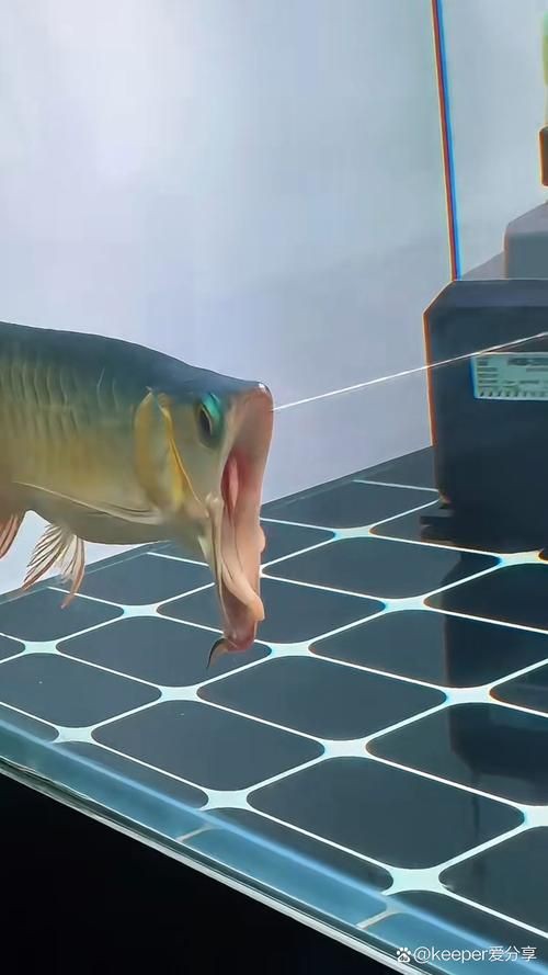 馬古龍魚圖片【公開資料中未發現“馬古龍魚”的明確生物學定義或圖像記錄】