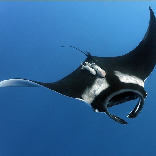 淡水魔鬼魚【淡水魔鬼魚是一種怎樣的存在？】