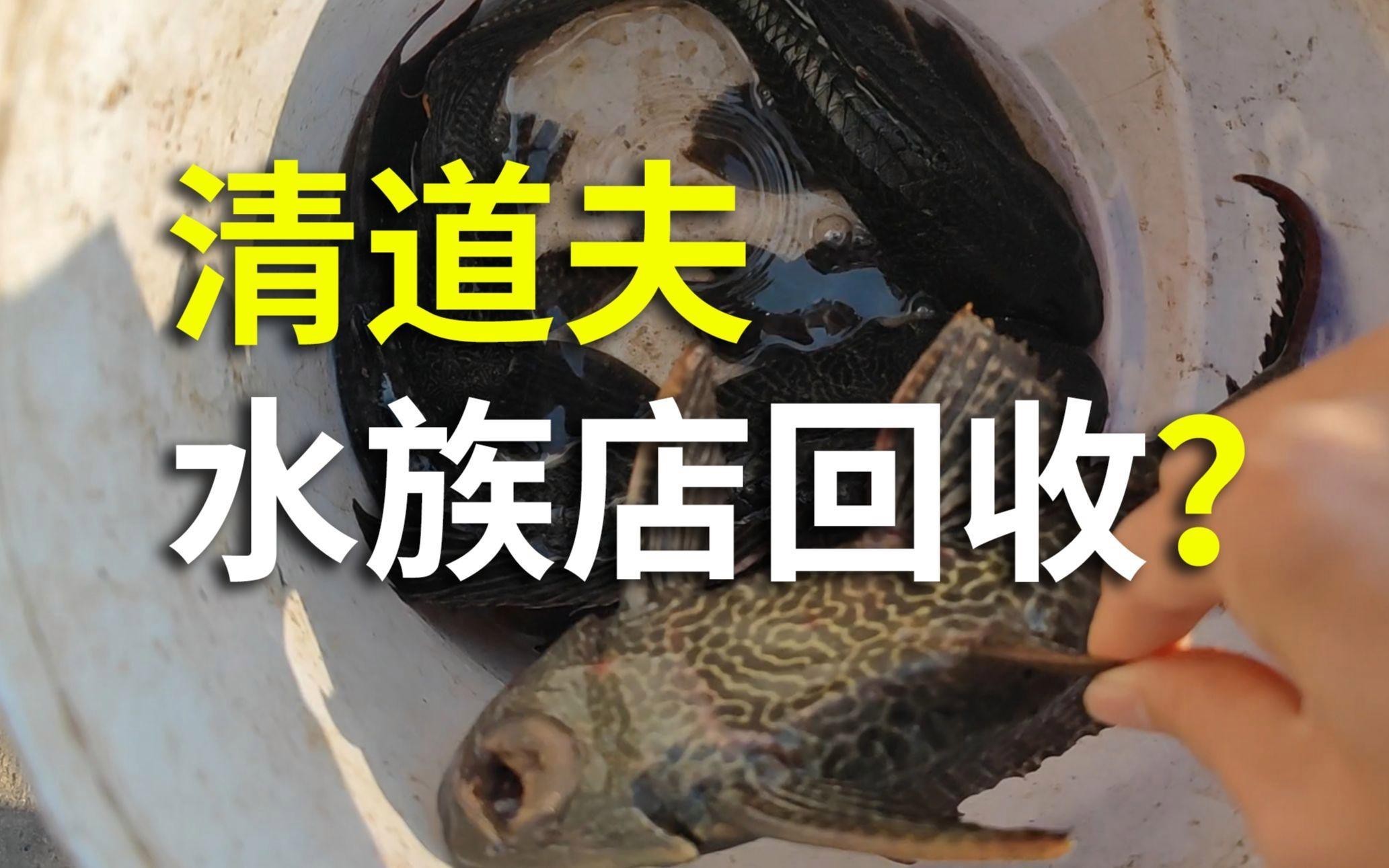 <strong><mark>平房</mark></strong>水族店【哈爾濱<strong><mark>平房</mark></strong>區愛尚水族館愛尚水族館開小型水族店需要多少錢】