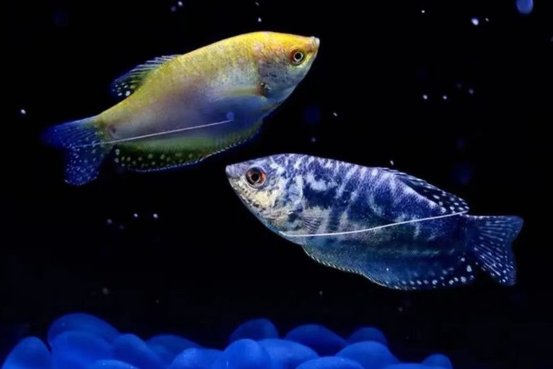 曼龍魚繁殖需要哪些水草？
