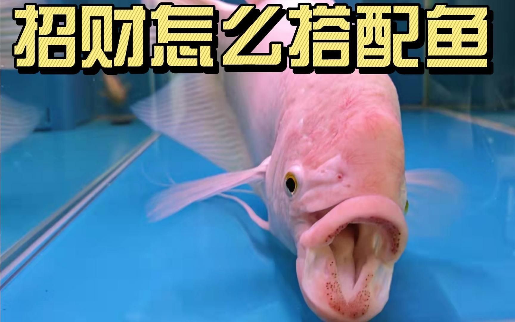 招財魚和哪些魚混養最和諧？【招財魚與其他魚類混養的和諧組合具有重要實踐意義】