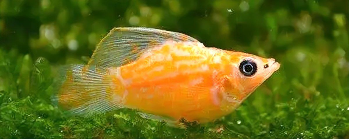 瑪麗球為什么追別的魚【如何判斷瑪麗球魚公母】