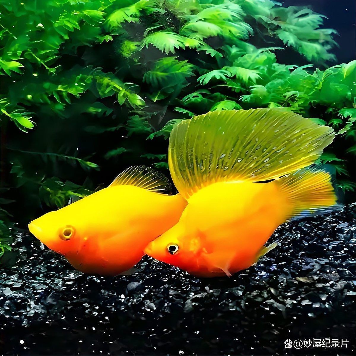 瑪麗球為什么追別的魚【如何判斷瑪麗球魚公母】
