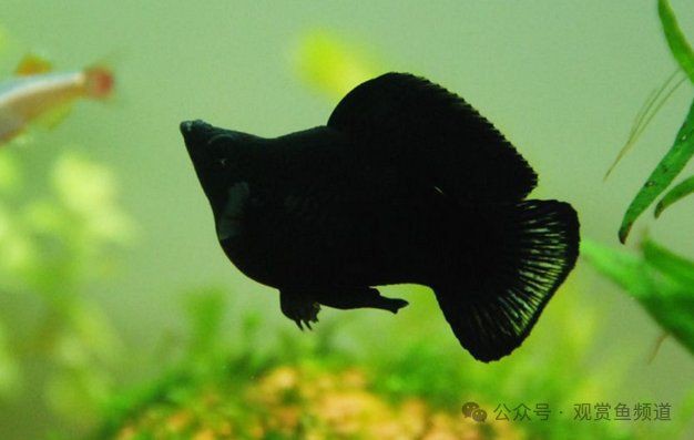 瑪麗球為什么追別的魚【如何判斷瑪麗球魚公母】