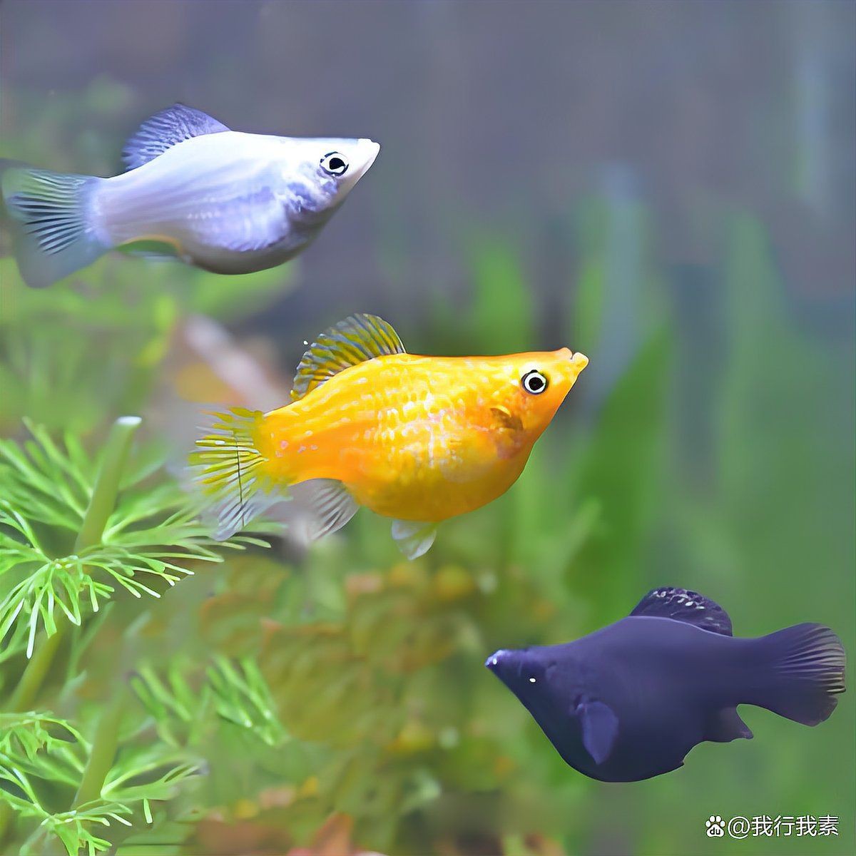 瑪麗球為什么追別的魚【如何判斷瑪麗球魚公母】