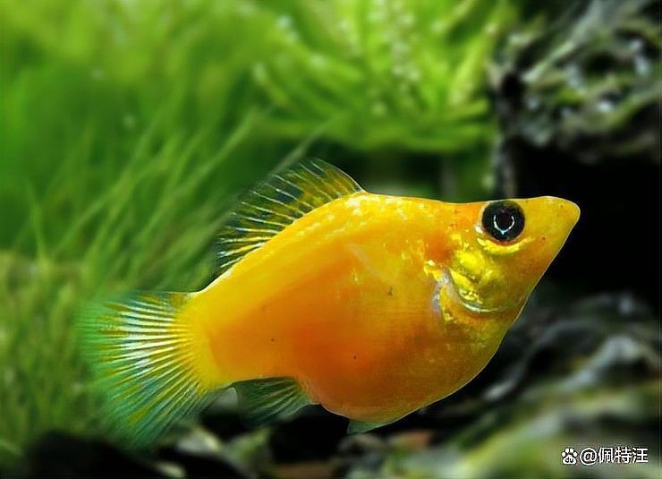 瑪麗球為什么追別的魚【如何判斷瑪麗球魚公母】