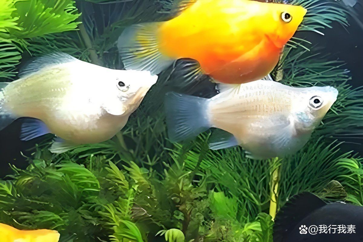 瑪麗球為什么追別的魚【如何判斷瑪麗球魚公母】