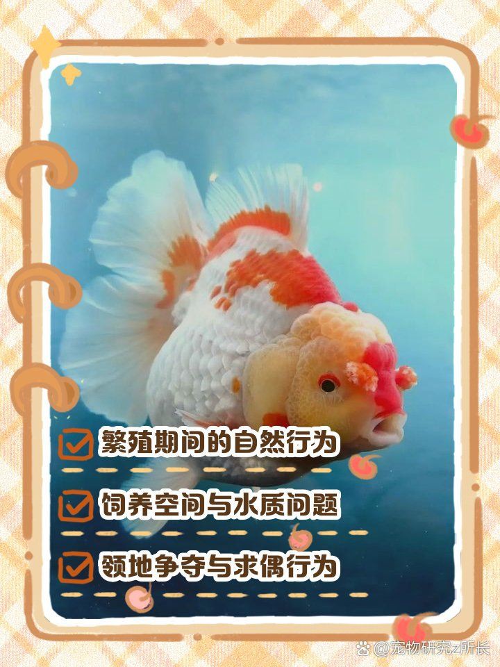 瑪麗球為什么追別的魚【如何判斷瑪麗球魚公母】