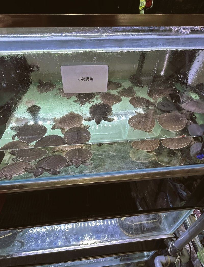 國內豬鼻龜哪買的便宜【關于國內購買豬鼻龜的全面指南】 全國水族館企業名錄 第8張 國內豬鼻龜哪買的便宜【關于國內購買豬鼻龜的全面指南】 國內豬鼻龜哪買的便宜【關于國內購買豬鼻龜的全面指南】 全國水族館企業名錄 第8張