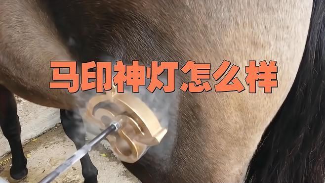 馬印神燈值得買嗎【馬印神燈是否值得購買】