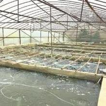 離我最近的魚苗【《離我最近的魚苗》】